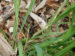 Lampropholis delicata