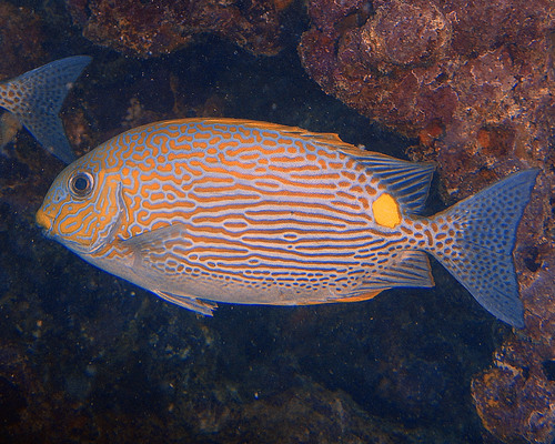 Golden spinefoot (Siganus lineatus) — Siganidae — 3