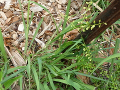 Lampropholis delicata