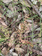 Drosera stolonifera