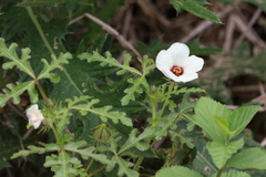 Hibiscus trionum