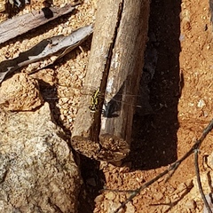 Austrogomphus guerini