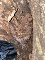 Erebus walkeri
