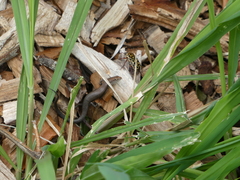 Lampropholis delicata
