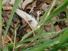 Lampropholis delicata