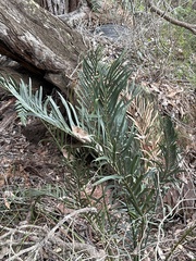 Macrozamia riedlei