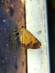 Chrysolarentia mecynata