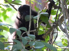Alouatta pigra