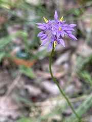 Sowerbaea laxiflora