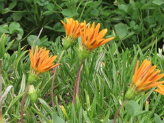 Gazania rigens