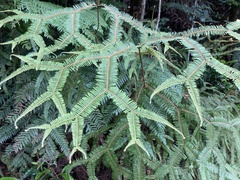 Sticherus brackenridgei