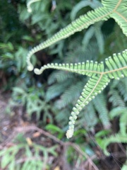 Sticherus brackenridgei