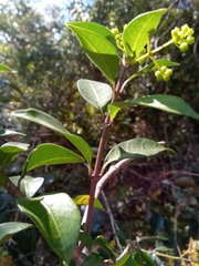 Danais microcarpa image