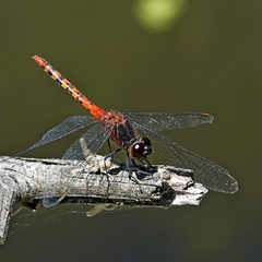 Diplacodes melanopsis