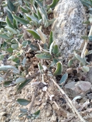 Atriplex semibaccata