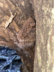 Erebus walkeri