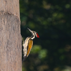 Dinopium benghalense