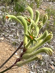 Anigozanthos flavidus