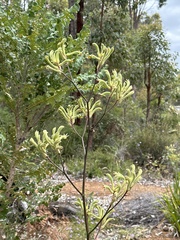 Anigozanthos flavidus
