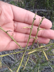 Adolphia californica