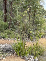 Anigozanthos flavidus