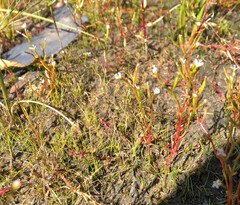 Stylidium despectum