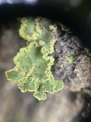 Crocodia