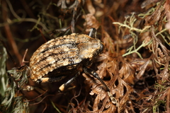 Rhynchodes ursus