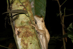 Osteocephalus taurinus