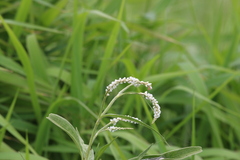 Persicaria attenuata