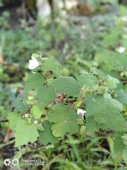 Pavonia columella