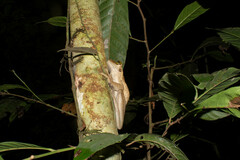 Osteocephalus taurinus