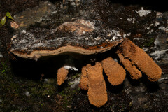 Scardiinae
