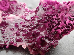 Chondracanthus exasperatus