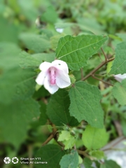 Pavonia columella