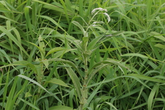 Persicaria attenuata