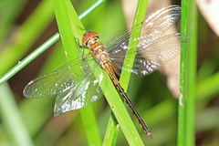 Hemicordulia continentalis