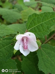 Pavonia columella