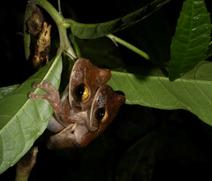 Osteocephalus planiceps