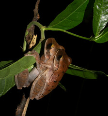 Osteocephalus planiceps