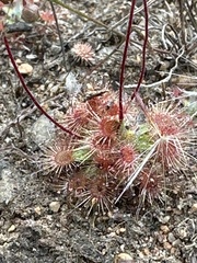 Drosera pulchella