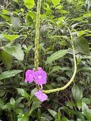 Stachytarpheta