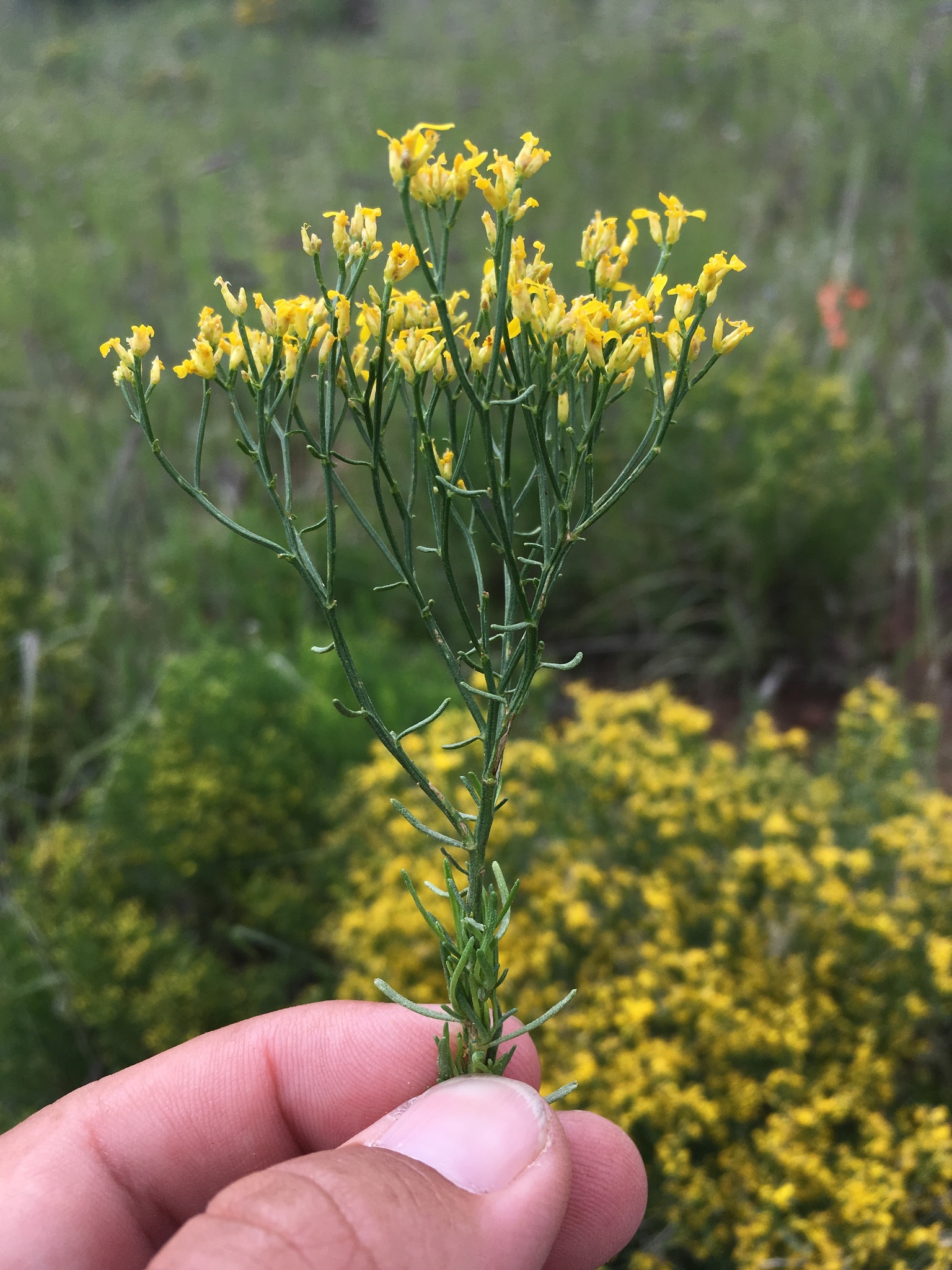 Gutierrezia microcephala