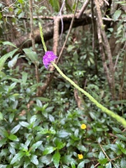 Stachytarpheta