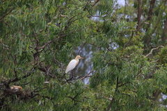 Bubulcus ibis coromandus