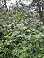 Stachytarpheta