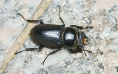 Dorcus wui