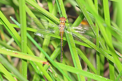 Hemicordulia continentalis