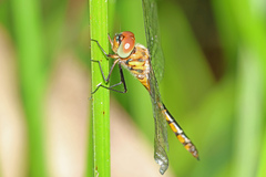 Hemicordulia continentalis