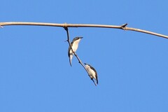 Hemipus hirundinaceus